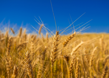 Plantação de trigo