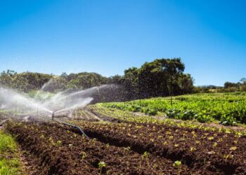 Plano Safra 2025/2026 amplia crédito rural e muda regras