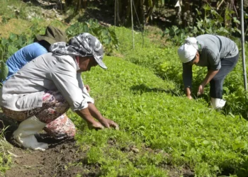 Agricultores familiares beneficiados pelo programa de microcrédito AgroAmigo no Norte e Centro-Oeste