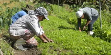 Agricultores familiares beneficiados pelo programa de microcrédito AgroAmigo no Norte e Centro-Oeste