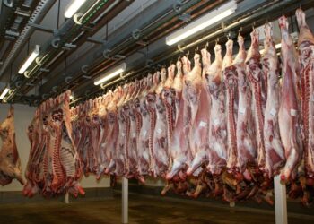 Exportações de carne bovina: México supera EUA em agosto
