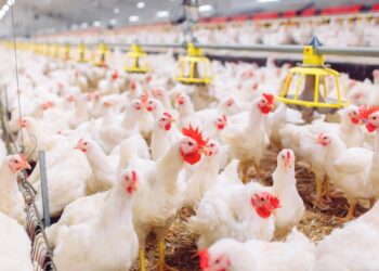 Brasil aguarda que grandes compradores, como China e União Europeia, retomem importações