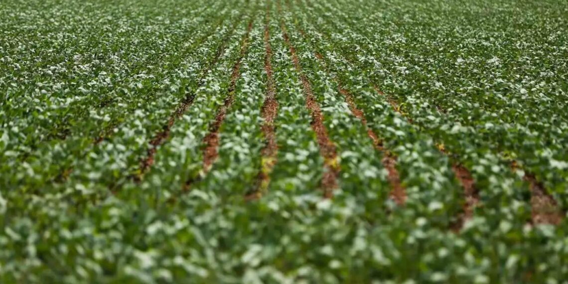 Desenvolvimento agropecuário cresce no Brasil em 2025