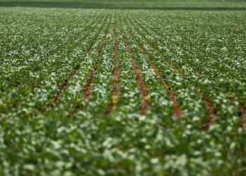 Desenvolvimento agropecuário cresce no Brasil em 2025