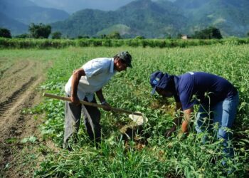 Setor cria 25 mil empregos no agronegócio em setembro