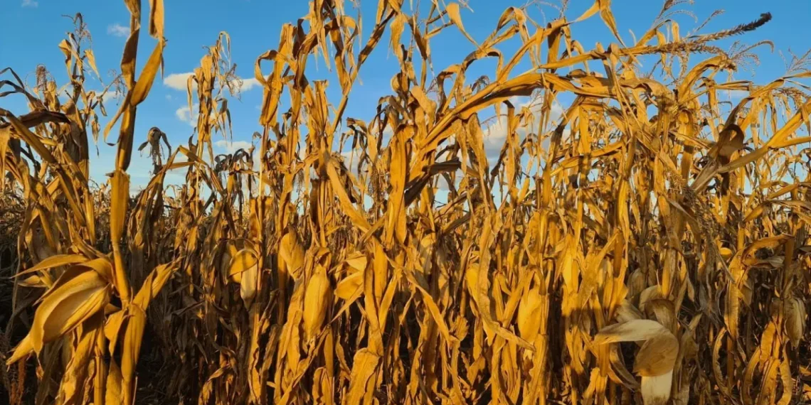 Safrinha de milho pode cair após atraso no plantio