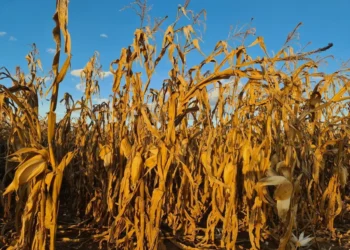 Safrinha de milho pode cair após atraso no plantio