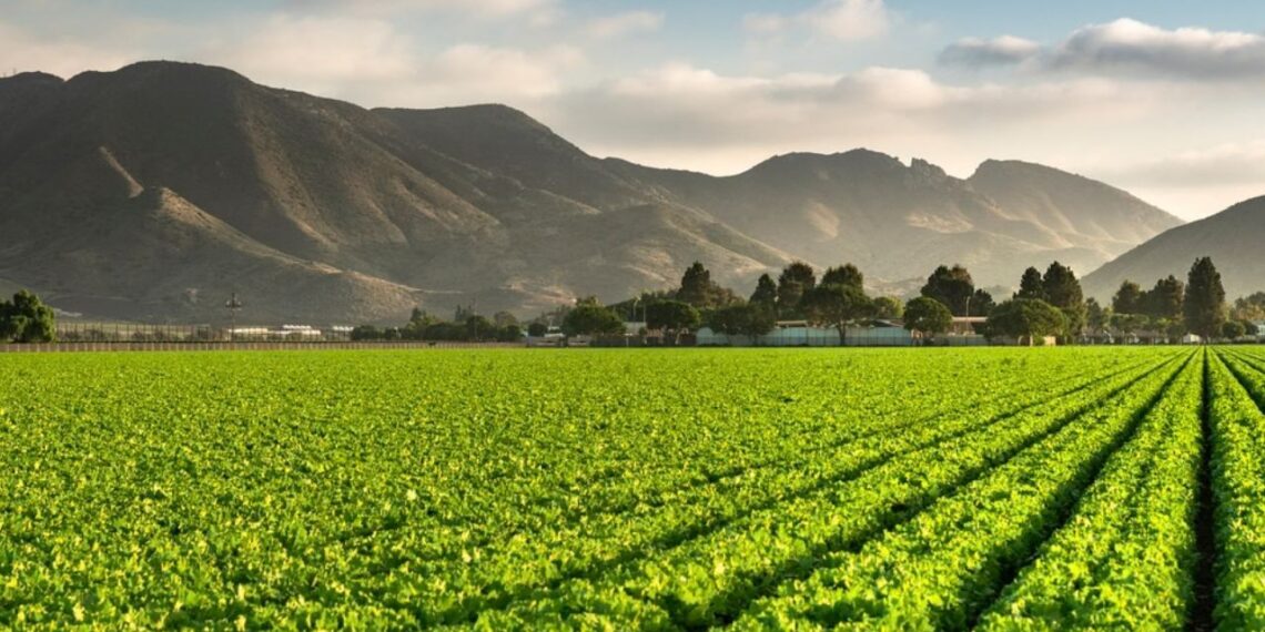 STF pode mudar regras do licenciamento ambiental no agro