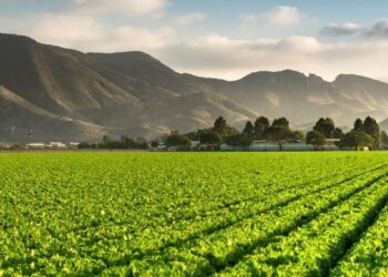 STF pode mudar regras do licenciamento ambiental no agro