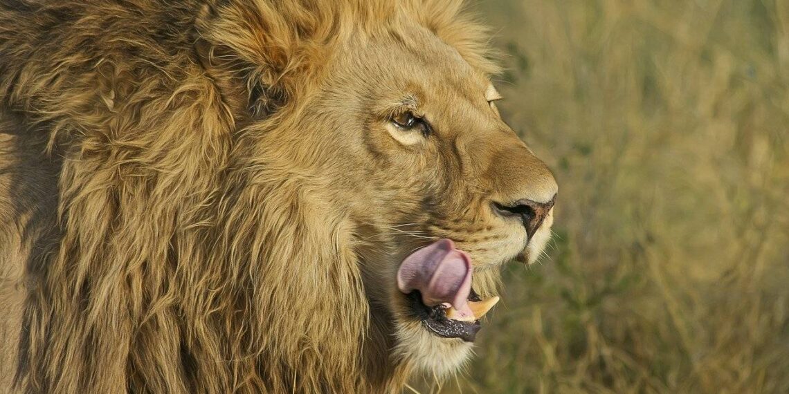 Imposto de Renda 2026: veja prazo e restituição