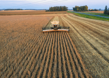 Seca e calor reduzem safra de soja no RS
