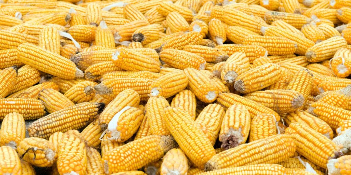 Biomassa em Mato Grosso não acompanha etanol