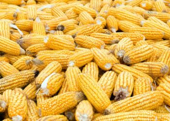 Biomassa em Mato Grosso não acompanha etanol