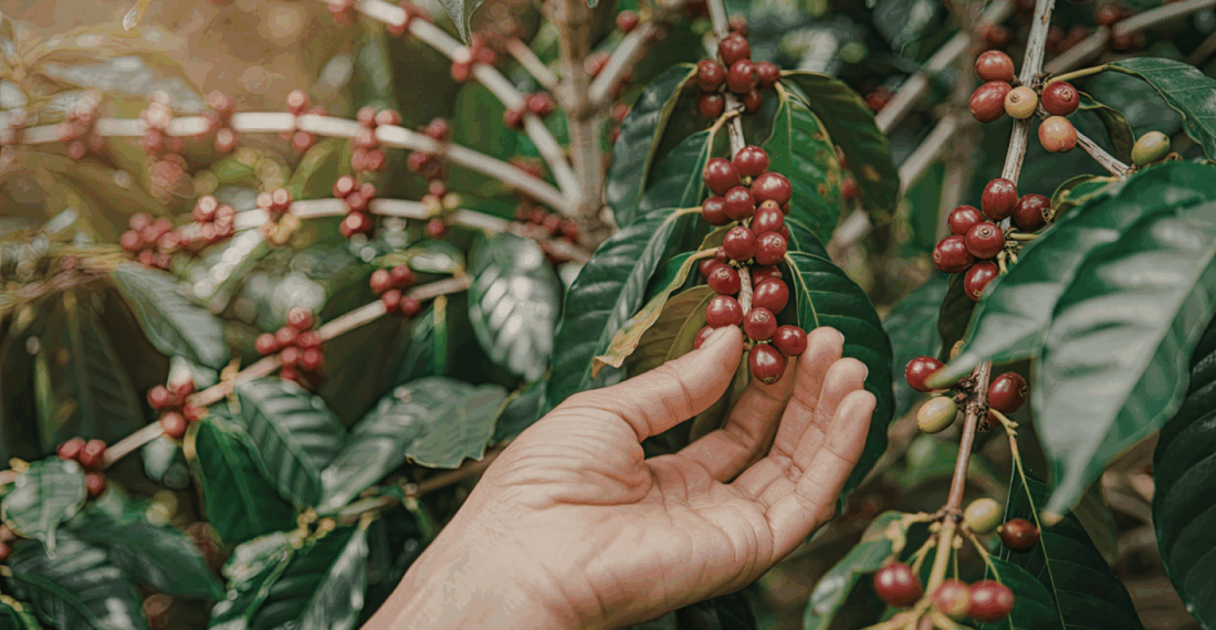 USDA prevê safra recorde de café no Brasil