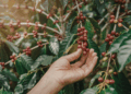 USDA prevê safra recorde de café no Brasil