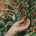 USDA prevê safra recorde de café no Brasil