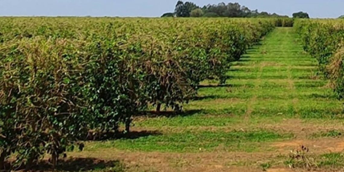 Clima deve afetar agricultura até setembro