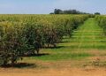 Clima deve afetar agricultura até setembro