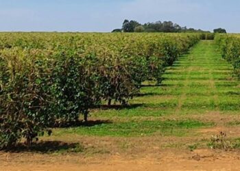 Clima deve afetar agricultura até setembro