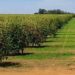 Clima deve afetar agricultura até setembro