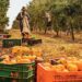 Agro cria 30,5 mil empregos, mas resultado preocupa