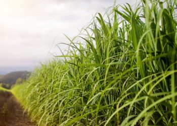 Cana pode ter safra recorde no Centro-Sul em 2027/28