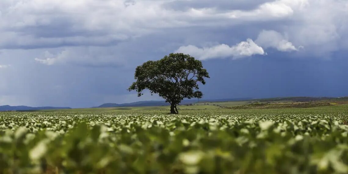 Crédito rural soma R$ 65,7 bilhões em dois meses