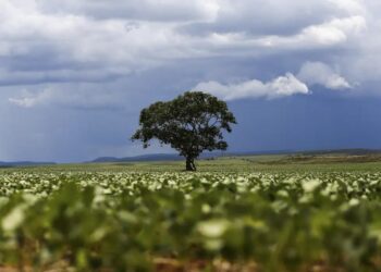 Crédito rural soma R$ 65,7 bilhões em dois meses