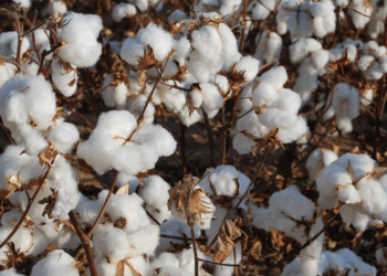 6. SLCE3: SLC Agrícola prevê mudança importante na safra