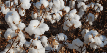 6. SLCE3: SLC Agrícola prevê mudança importante na safra