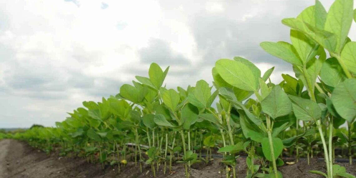 Pedidos de recuperação judicial no agro caem 20,7%
