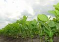 Pedidos de recuperação judicial no agro caem 20,7%