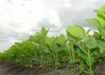 Pedidos de recuperação judicial no agro caem 20,7%